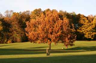 Herbst-Baum