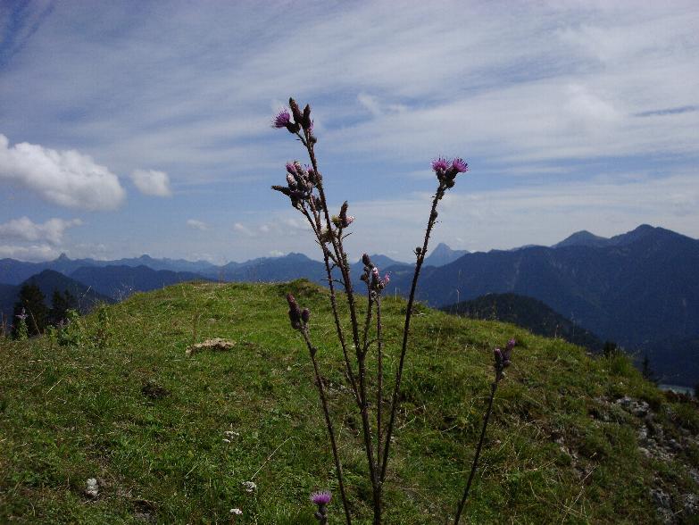 Distelblick am Staffel