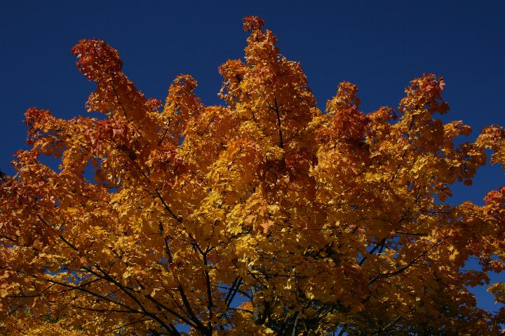 Ahorn im Herbst 2008