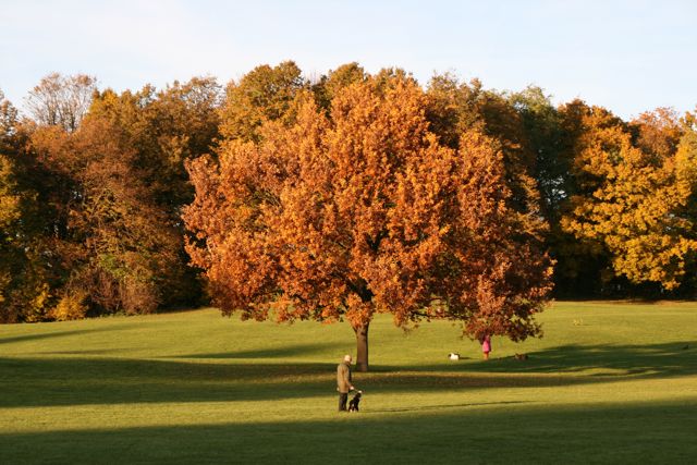 Herbstbaum am Olympiaberg
