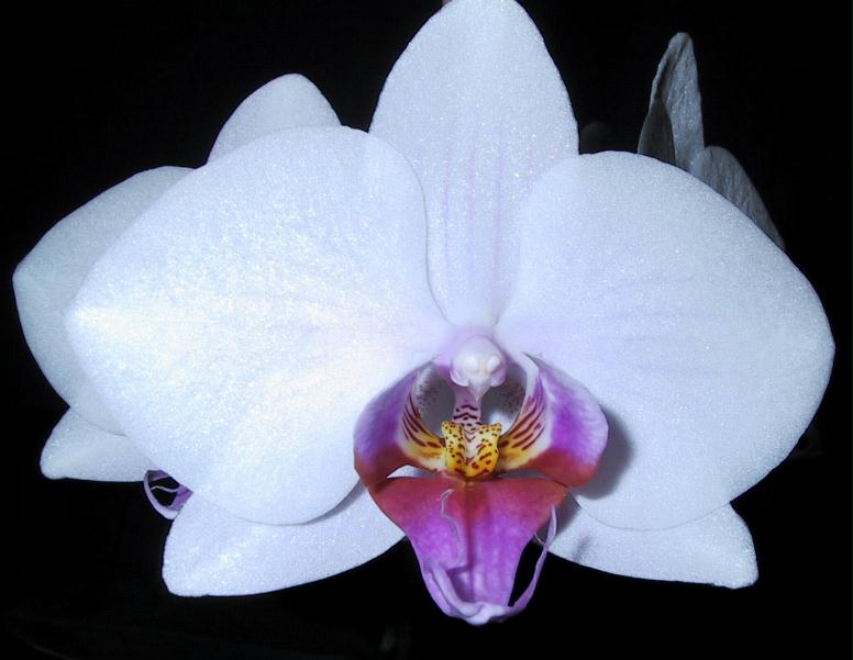 Orchide